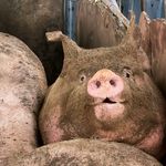 钮祜禄狸花大哥