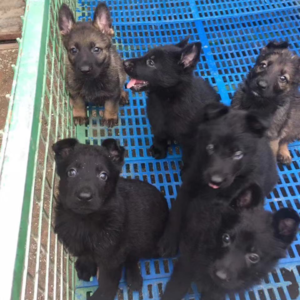 由宠物盲盒开始聊起，探讨对生命的责任 | 毛朋友电台03