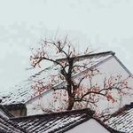 睡不着的茶碗er