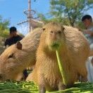 消失殆尽