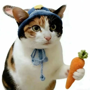 全网都在夸的 “蒸蚌小猫”:为什么一只分不清萝卜纸巾的猫,治愈了 2025 年末?