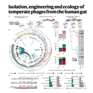 186-Inducible Prophages in the Human Gut