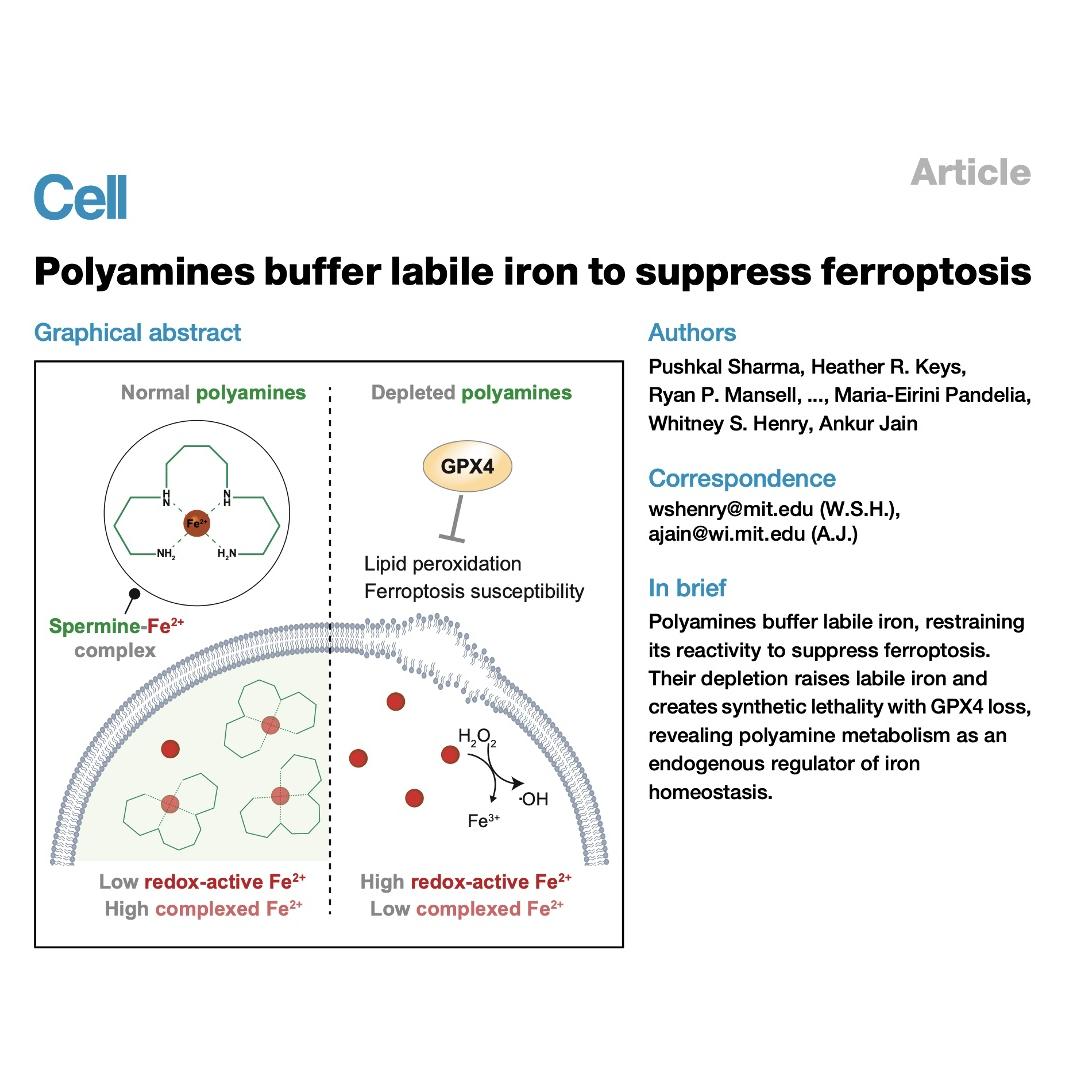 1561-Polyamines Buffer Labile Iron to Suppress Ferroptosis episode artwork