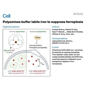 1561-Polyamines Buffer Labile Iron to Suppress Ferroptosis