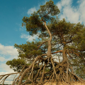 EP8. 女性主义与自然关系 (上)