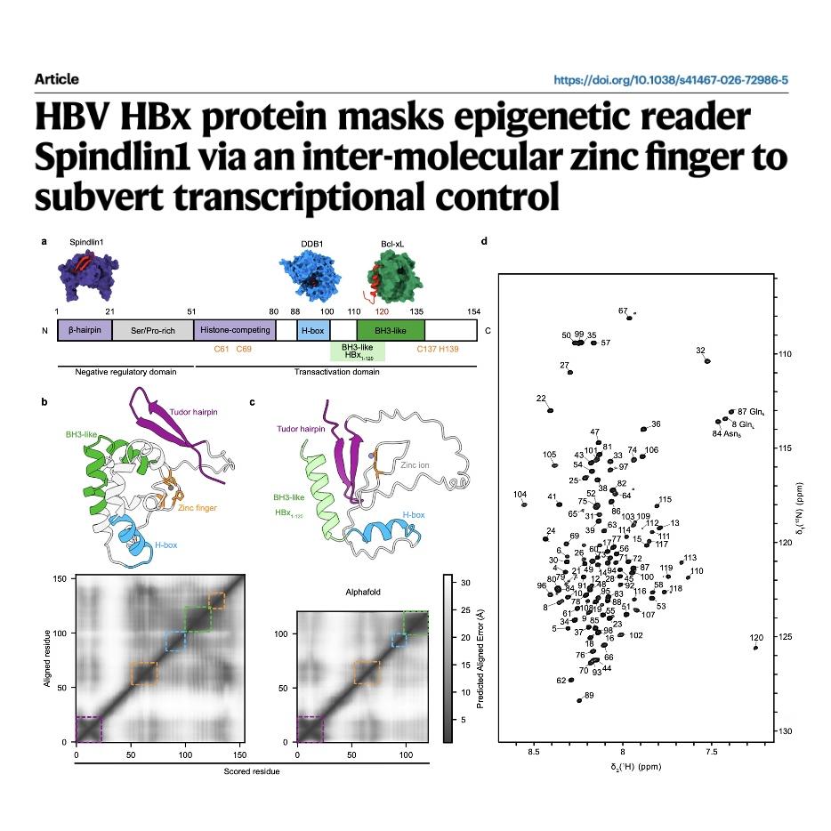1141-HBV HBx Protein Subversion of Host Epigenetic Control episode artwork