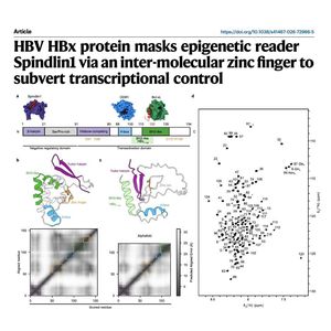 1141-HBV HBx Protein Subversion of Host Epigenetic Control