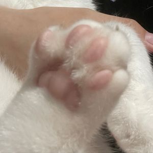 为什么不能叫Oo