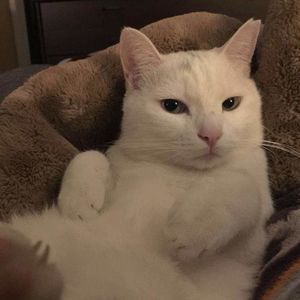 史蒂夫说74期 - 提升思维可以取代学习知识吗？