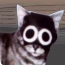 大笨猫
