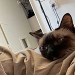 但愿人长久的16er