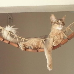 谈谈南京的市长江大桥