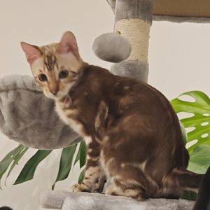 艾篱