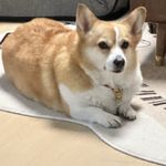 狗是狗