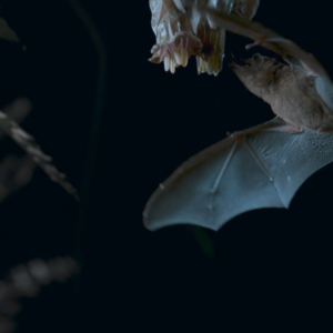 BBC Earth｜蝙蝠与花的共生之舞