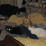三猫会