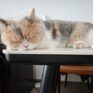 Vol.09 说童话：假如生活欺骗了你