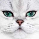 savvy_a3Hw