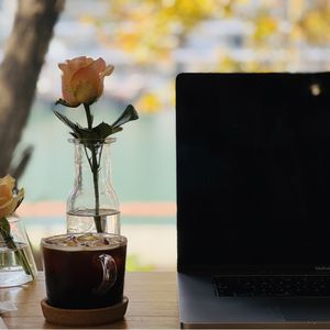 好奇的奇异果Kiwi