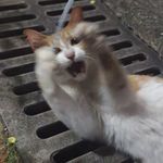 马拉糕老师