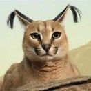 加零二猫