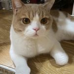 璃九鹿