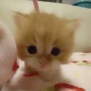 杀杀弗斯