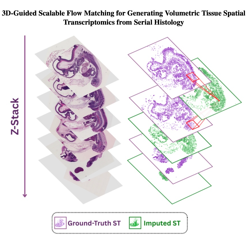 623-HoloTea: 3D Flow Matching for Volumetric Transcriptomics episode artwork