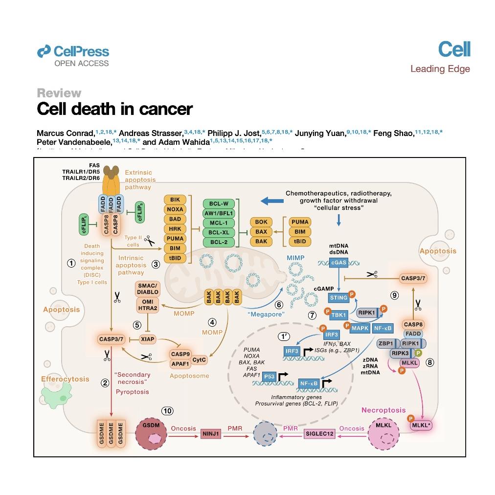 1019-Cell Death in Cancer episode artwork