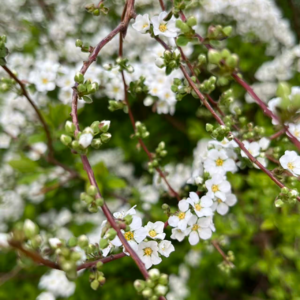 332 上海迪士尼十周年：童话、阶级与情绪消费