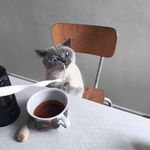 在蓝星玩耍的flower