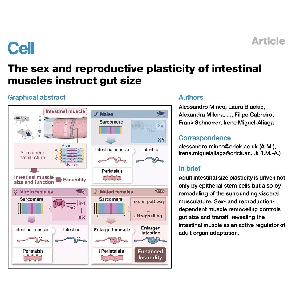 1564-Intestinal Muscle Plasticity and Regulation of Gut Size episode artwork