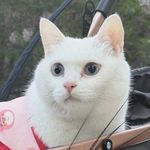 云殷九儿