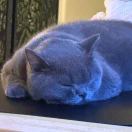 好运猫猫头