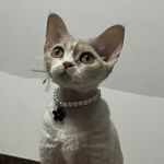 切尔西不是球迷