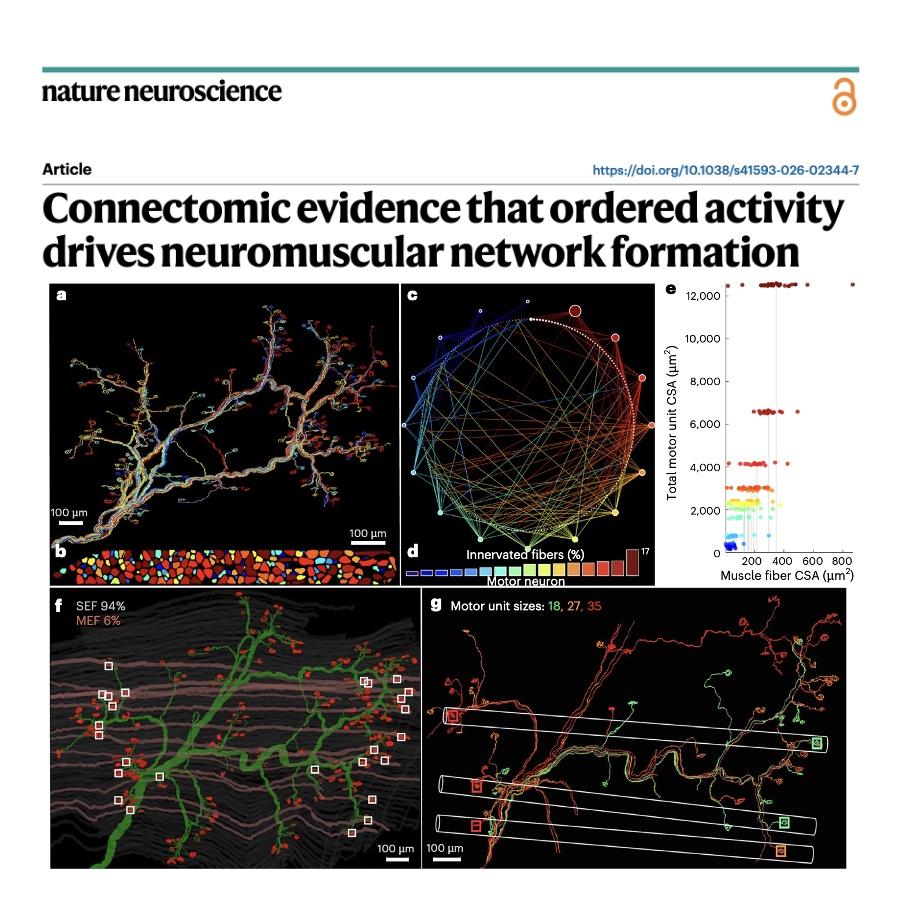 1391-Connectomic Basis of Neuromuscular Network Formation episode artwork