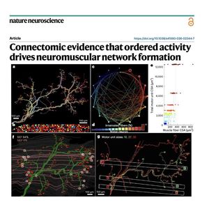 1391-Connectomic Basis of Neuromuscular Network Formation