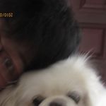 好奇心害不死的汪