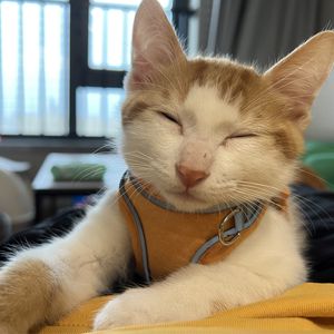 天然机智宇宙人