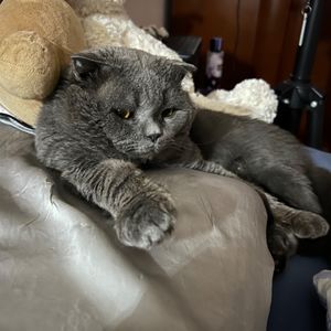 企鹅小姐的故事