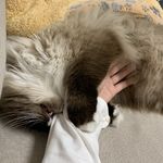 为了猫和世界拼了