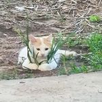 一串圆子