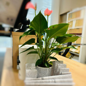 Momomimi的英语小天地