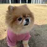 Misia摆烂天菜