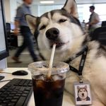 老jun