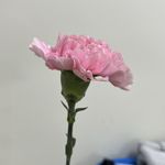 HD924241e