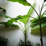 我是杀手绿色心情