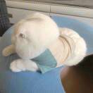 西瓜榨汁多加猫