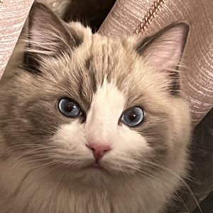 顺顺6