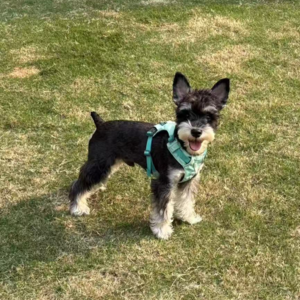 3. 我们的迁徙生活与小型存在主义治疗师